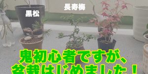 初心者 盆栽 小品盆栽 剪定 植え替え taiyo 貴志川町
