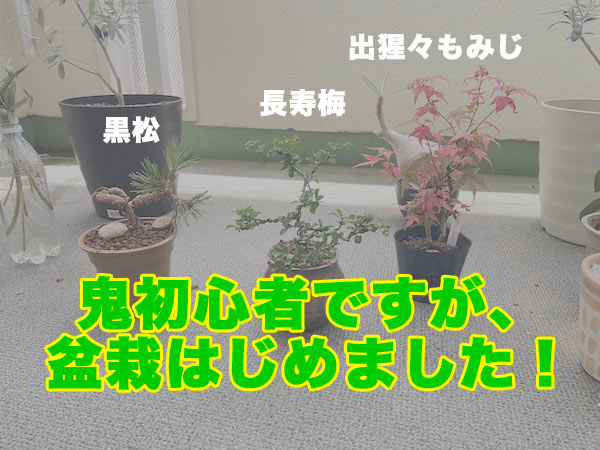 初心者 盆栽 小品盆栽 剪定 植え替え taiyo 貴志川町